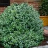 Gordo Boxwood - 1 Gallon Pot 1 Gordo Boxwood - 1 Gallon Pot -Outdoor Garden Store buxus gordo boxwood 1 1
