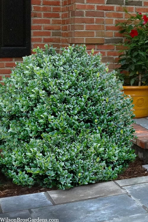 Gordo Boxwood - 6 Pack Of 1 Gallon Pots 3 Gordo Boxwood - 6 Pack Of 1 Gallon Pots