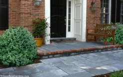 Gordo Boxwood - 1 Gallon Pot 14 Gordo Boxwood - 1 Gallon Pot -Outdoor Garden Store buxus gordo boxwood 2 1