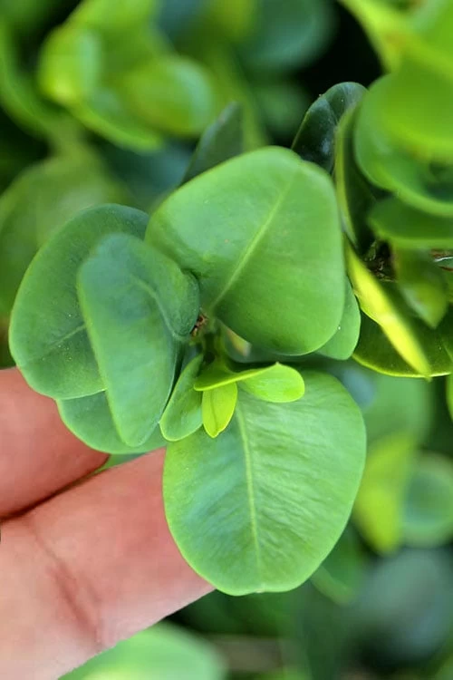 Gordo Boxwood - 1 Gallon Pot 6 Gordo Boxwood - 1 Gallon Pot - Image 4