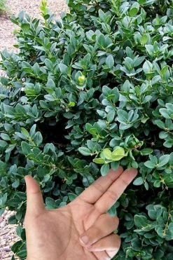 Gordo Boxwood - 6 Pack Of 1 Gallon Pots 13 Gordo Boxwood - 6 Pack Of 1 Gallon Pots -Outdoor Garden Store buxus gordo boxwood 4 2