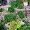 Green Mountain Boxwood Pom Pom Topiary - 7 Gallon Pot -Outdoor Garden Store buxus green mountain boxwood pom pom topiary 2