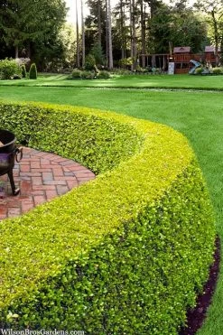 Golden Triumph Variegated Dwarf Boxwood - 3 Gallon Pot 11 Golden Triumph Variegated Dwarf Boxwood - 3 Gallon Pot -Outdoor Garden Store buxus microphylla golden triumph boxwood hedge 2