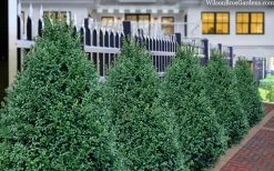 John Baldwin Boxwood - 1 Gallon Pot 11 John Baldwin Boxwood - 1 Gallon Pot -Outdoor Garden Store buxus microphylla john baldwin boxwood 8