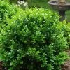 Little Missy Dwarf Boxwood - 1 Gallon Pot 2 Little Missy Dwarf Boxwood - 1 Gallon Pot -Outdoor Garden Store buxus microphylla little missy dwarf boxwood 1 1