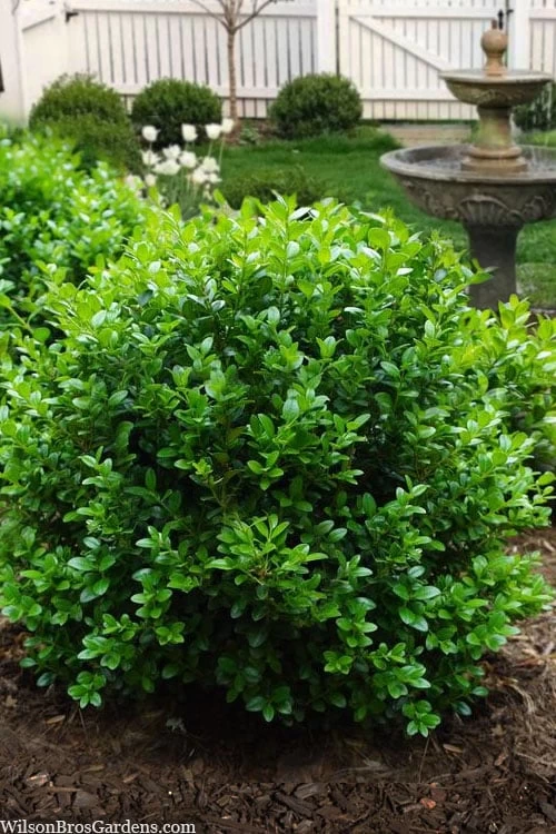 Little Missy Dwarf Boxwood - 7 Gallon Pot 3 Little Missy Dwarf Boxwood - 7 Gallon Pot