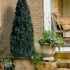 Arctic Emerald Columnar Boxwood - 1 Gallon Pot 1 Arctic Emerald Columnar Boxwood - 1 Gallon Pot -Outdoor Garden Store buxus sempervirens arctic emerald boxwood 101
