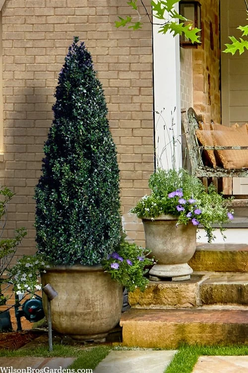 Arctic Emerald Columnar Boxwood - 1 Gallon Pot 3 Arctic Emerald Columnar Boxwood - 1 Gallon Pot