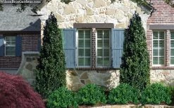 Arctic Emerald Columnar Boxwood - 1 Gallon Pot 12 Arctic Emerald Columnar Boxwood - 1 Gallon Pot -Outdoor Garden Store buxus sempervirens arctic emerald boxwood 103