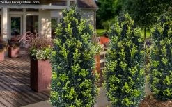Arctic Emerald Columnar Boxwood - 1 Gallon Pot 13 Arctic Emerald Columnar Boxwood - 1 Gallon Pot -Outdoor Garden Store buxus sempervirens arctic emerald boxwood 105