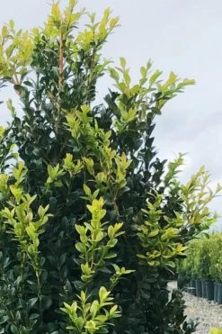 Arctic Emerald Columnar Boxwood - 1 Gallon Pot 14 Arctic Emerald Columnar Boxwood - 1 Gallon Pot -Outdoor Garden Store buxus sempervirens arctic emerald boxwood 12