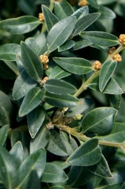 Arctic Emerald Columnar Boxwood - 1 Gallon Pot 15 Arctic Emerald Columnar Boxwood - 1 Gallon Pot -Outdoor Garden Store buxus sempervirens arctic emerald boxwood 16