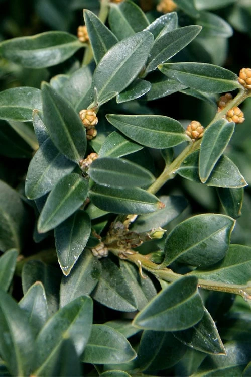 Arctic Emerald Columnar Boxwood - 1 Gallon Pot 9 Arctic Emerald Columnar Boxwood - 1 Gallon Pot - Image 7