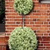 Variegated Boxwood 2-Ball Poodle Tier Topiary - 5 Gallon Pot 1 Variegated Boxwood 2-Ball Poodle Tier Topiary - 5 Gallon Pot -Outdoor Garden Store buxus sempervirens aureovariegata boxwood 2 ball poodle tier 7