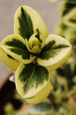 Variegated Boxwood (Buxus Sempervirens 'Aureovariegata') - 2 Gallon Pot - SALE 14 Variegated Boxwood (Buxus Sempervirens 'Aureovariegata') - 2 Gallon Pot - SALE -Outdoor Garden Store buxus sempervirens aureovariegata variegated boxwood 1 2