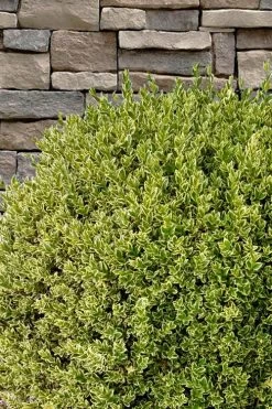 Variegated Boxwood (Buxus Sempervirens 'Aureovariegata') - 5 Gallon Pot 15 Variegated Boxwood (Buxus Sempervirens 'Aureovariegata') - 5 Gallon Pot -Outdoor Garden Store buxus sempervirens aureovariegata variegated boxwood 10