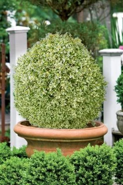 Elegans Variegated Boxwood - Buxus Sempervirens 'Elegantissima' - 2 Gallon Pot 11 Elegans Variegated Boxwood - Buxus Sempervirens 'Elegantissima' - 2 Gallon Pot -Outdoor Garden Store buxus sempervirens elegantissima variegated boxwood 101 1