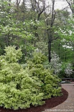 Elegans Variegated Boxwood - Buxus Sempervirens 'Elegantissima' - 3 Gallon Pot 13 Elegans Variegated Boxwood - Buxus Sempervirens 'Elegantissima' - 3 Gallon Pot -Outdoor Garden Store buxus sempervirens elegantissima variegated boxwood 102