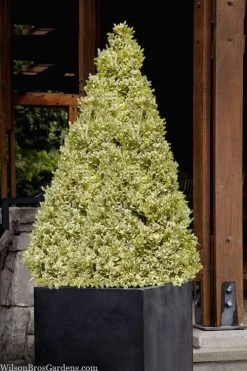 Elegans Variegated Boxwood - Buxus Sempervirens 'Elegantissima' - 2 Gallon Pot 12 Elegans Variegated Boxwood - Buxus Sempervirens 'Elegantissima' - 2 Gallon Pot -Outdoor Garden Store buxus sempervirens elegantissima variegated boxwood 105 1