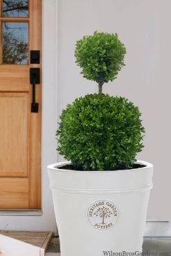 Dwarf English Boxwood Two-Ball Poodle Tier Topiary - 3 Gallon Pot 10 Dwarf English Boxwood Two-Ball Poodle Tier Topiary - 3 Gallon Pot -Outdoor Garden Store buxus sempervirens suffriticosa standard two ball topiary boxwood 5