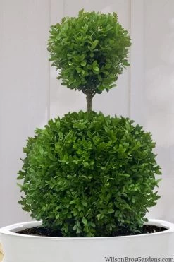 Dwarf English Boxwood Two-Ball Poodle Tier Topiary - 3 Gallon Pot 11 Dwarf English Boxwood Two-Ball Poodle Tier Topiary - 3 Gallon Pot -Outdoor Garden Store buxus sempervirens suffruticosa standard two ball topiary boxwood 10