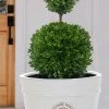 Dwarf English Boxwood Two-Ball Poodle Tier Topiary - 3 Gallon Pot 1 Dwarf English Boxwood Two-Ball Poodle Tier Topiary - 3 Gallon Pot -Outdoor Garden Store buxus sempervirens suffruticosa standard two ball topiary boxwood 4