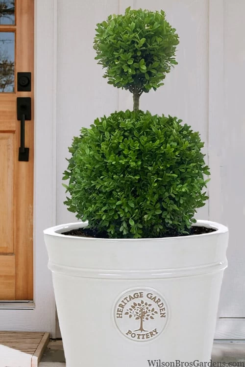 Dwarf English Boxwood Two-Ball Poodle Tier Topiary - 3 Gallon Pot 3 Dwarf English Boxwood Two-Ball Poodle Tier Topiary - 3 Gallon Pot