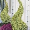Variegated Boxwood Spiral Topiary - 7 Gallon Pot 2 Variegated Boxwood Spiral Topiary - 7 Gallon Pot -Outdoor Garden Store buxus sempervirens variegata boxwood spiral topiary 2