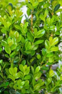 Winterstar Boxwood - 2 Gallon Pot 12 Winterstar Boxwood - 2 Gallon Pot -Outdoor Garden Store buxus winterstar boxwood 1