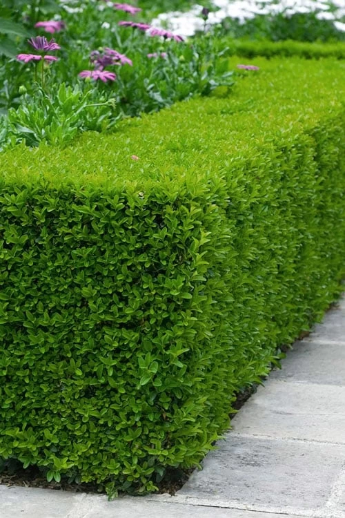 Winterstar Boxwood - 2 Gallon Pot 3 Winterstar Boxwood - 2 Gallon Pot