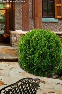 Winterstar Boxwood - 2 Gallon Pot 13 Winterstar Boxwood - 2 Gallon Pot -Outdoor Garden Store buxus winterstar boxwood 4