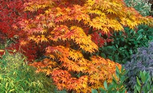 Outdoor Garden Store -Outdoor Garden Store c