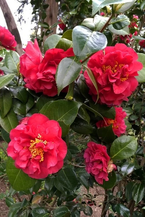 Turandot Camellia Japonica - 7 Gallon Pot 6 Turandot Camellia Japonica - 7 Gallon Pot - Image 4