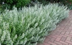 White Cloud Calamint - 5 Pack Of Quart Pots -Outdoor Garden Store calamint white cloud 1