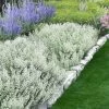 White Cloud Calamint - 5 Pack Of Quart Pots 2 White Cloud Calamint - 5 Pack Of Quart Pots -Outdoor Garden Store calamint white cloud 3