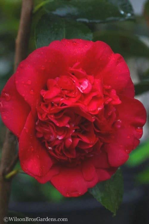 April Tryst Camellia Japonica - 7 Gallon Pot (3-4') 7 April Tryst Camellia Japonica - 7 Gallon Pot (3-4') - Image 5