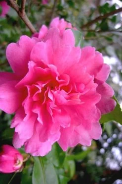 Autumn Spirit Camellia - Hybrid - 3 Gallon Pot