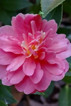 Autumn Spirit Camellia - Hybrid - 3 Gallon Pot 13 Autumn Spirit Camellia - Hybrid - 3 Gallon Pot -Outdoor Garden Store camellia autumn spirit 21