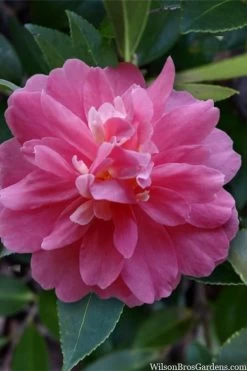 Autumn Spirit Camellia - Hybrid - 3 Gallon Pot 12 Autumn Spirit Camellia - Hybrid - 3 Gallon Pot -Outdoor Garden Store camellia autumn spirit 22