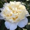 Brushfield Yellow Camellia Japonica - 3 Gallon Pot 2 Brushfield Yellow Camellia Japonica - 3 Gallon Pot -Outdoor Garden Store camellia brushfield yellow 11