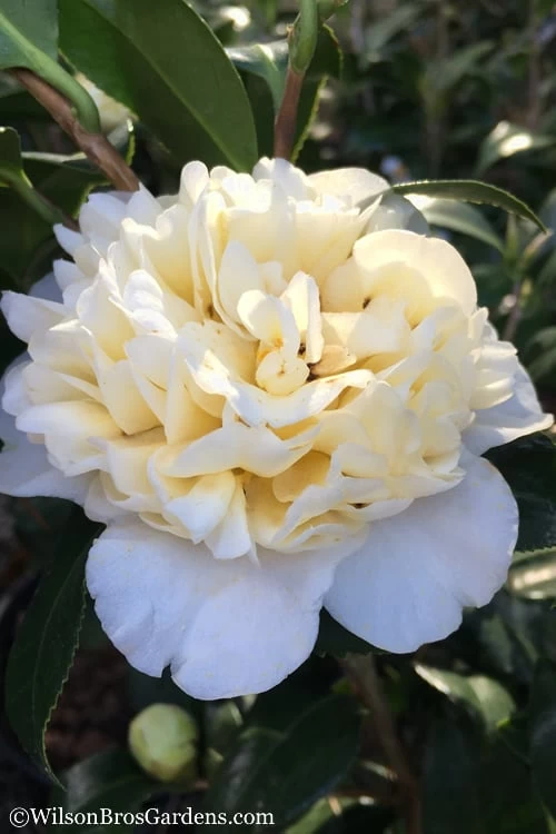 Brushfield Yellow Camellia Japonica - 3 Gallon Pot 3 Brushfield Yellow Camellia Japonica - 3 Gallon Pot
