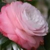 Desire Camellia Japonica - 1 Gallon Pot 1 Desire Camellia Japonica - 1 Gallon Pot -Outdoor Garden Store camellia desire 1