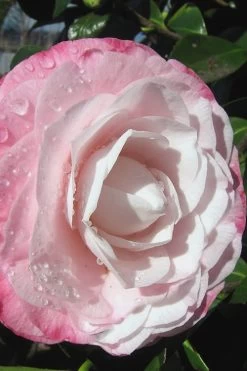 Desire Camellia Japonica - 1 Gallon Pot 11 Desire Camellia Japonica - 1 Gallon Pot -Outdoor Garden Store camellia desire 2