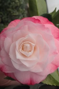 Desire Camellia Japonica - 1 Gallon Pot 10 Desire Camellia Japonica - 1 Gallon Pot -Outdoor Garden Store camellia desire 3