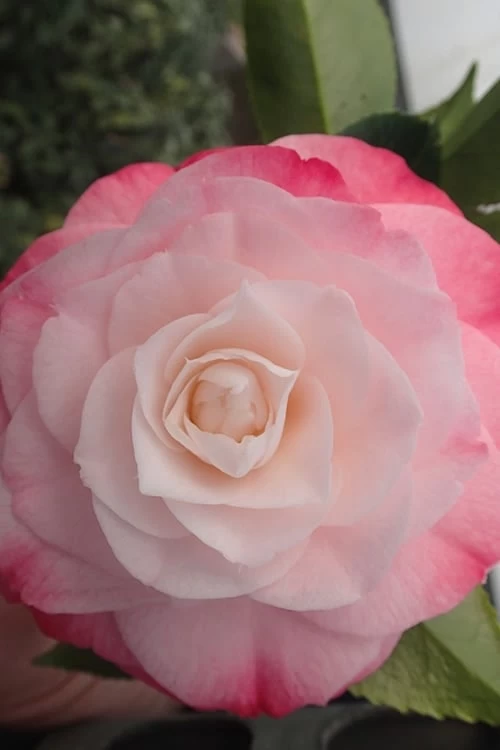 Desire Camellia Japonica - 1 Gallon Pot 6 Desire Camellia Japonica - 1 Gallon Pot - Image 4