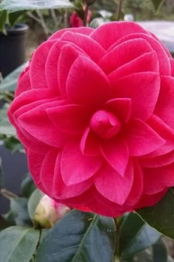 Glen 40 Camellia Japonica - 3 Gallon Pot 15 Glen 40 Camellia Japonica - 3 Gallon Pot -Outdoor Garden Store camellia glen 40 1 1