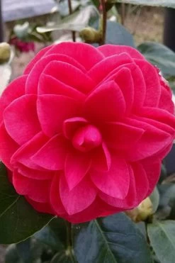 Glen 40 Camellia Japonica - 3 Gallon Pot 14 Glen 40 Camellia Japonica - 3 Gallon Pot -Outdoor Garden Store camellia glen 40 2 1