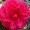 Glen 40 Camellia Japonica - 3 Gallon Pot -Outdoor Garden Store camellia glen 40 2 thumbnail 1