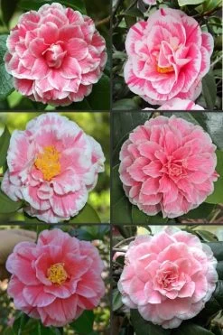 Brilliant Gem Fragrant Camellia Japonica - Herme - 3 Gallon Pot -Outdoor Garden Store camellia herrmes 1
