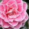 Brilliant Gem Fragrant Camellia Japonica - Herme - 3 Gallon Pot -Outdoor Garden Store camellia herrmes 5